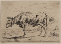 TvB G 0354
<br/>
Os met halster
<br/>
<em>Borssom, Anthonie van (1630/31-1677)</em>